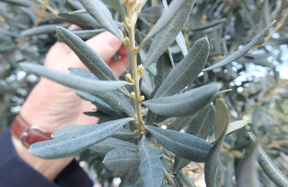  Türkiye’nin önemli zeytin üretim merkezlerinden Balıkesir’in Burhaniye ilçesinde, son günlerde