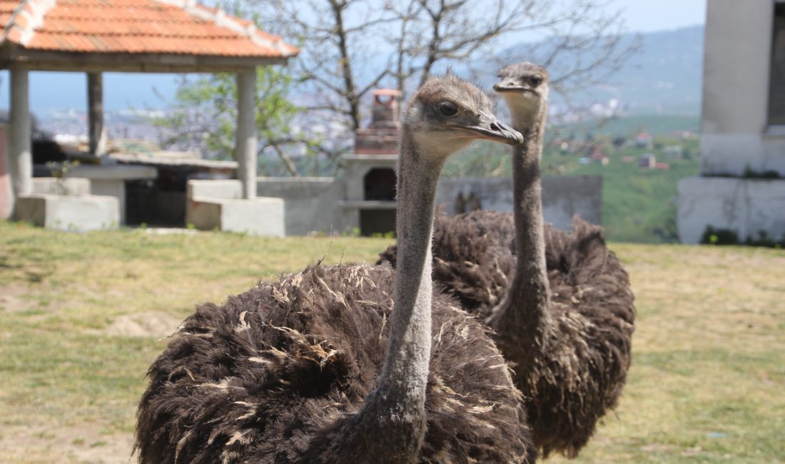 Devekuşu firarda: Ordu’da mahalle gezisine çıkan devekuşu tebessüm ettirdi Ordu’nun Altınordu ilçesinde aracıyla seyir halinde iken yolda gezintiye çıkan