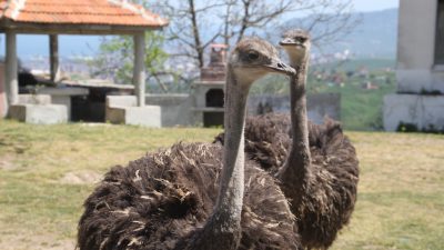 Ordu’nun Altınordu ilçesinde aracıyla seyir halinde iken yolda gezintiye çıkan