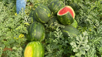 Türkiye’nin örtü altı üretim merkezi Antalya’da, karpuz hasadına başlandı.Serik ilçesi