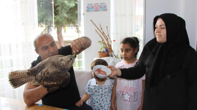 Amasya’da Ramazan Bayramı için gittikleri köylerinde yaralı şahin bulan Derici