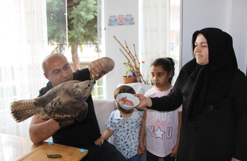 Amasya’da Ramazan Bayramı için gittikleri köylerinde yaralı şahin bulan Derici