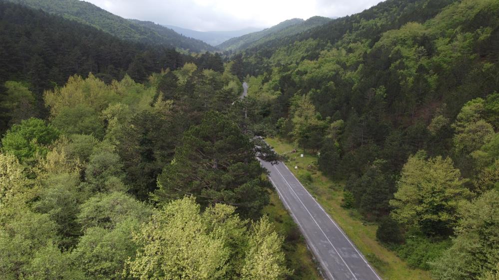 Kazdağları bahar ile birlikte yeşilin binbir tonuna büründü Kazdağları bahar aylarının gelmesiyle birlikte yeşilin binbir tonuna büründü. Bu