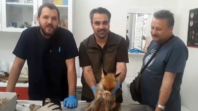 Edremit’te baygın halde bulunan tilki, Kazdağları Milli Parklar Şefliği ekiplerince