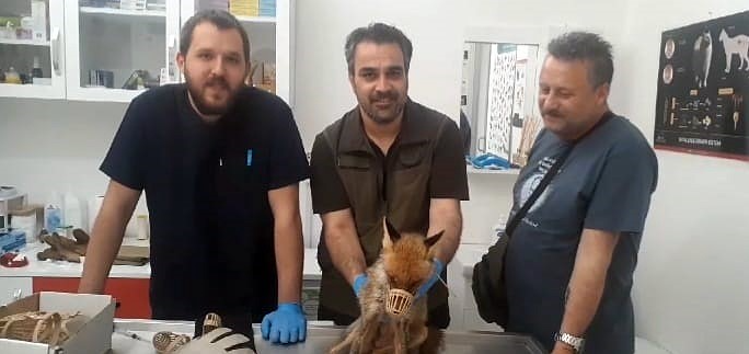 Edremit’te baygın halde bulunan tilki, Kazdağları Milli Parklar Şefliği ekiplerince