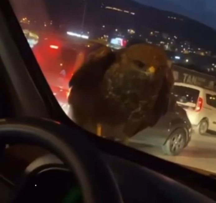 Bursa’da seyir halindeki hafif ticari araca şahin kondu. Olayın şokuna