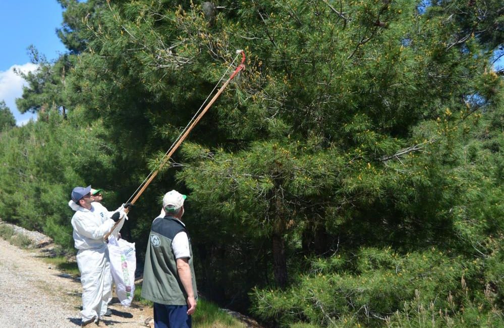 Balıkesir Orman Bölge Müdürlüğü, Balıkesir’in Kızılçam ve Karaçam ormanlarının ibrelerini