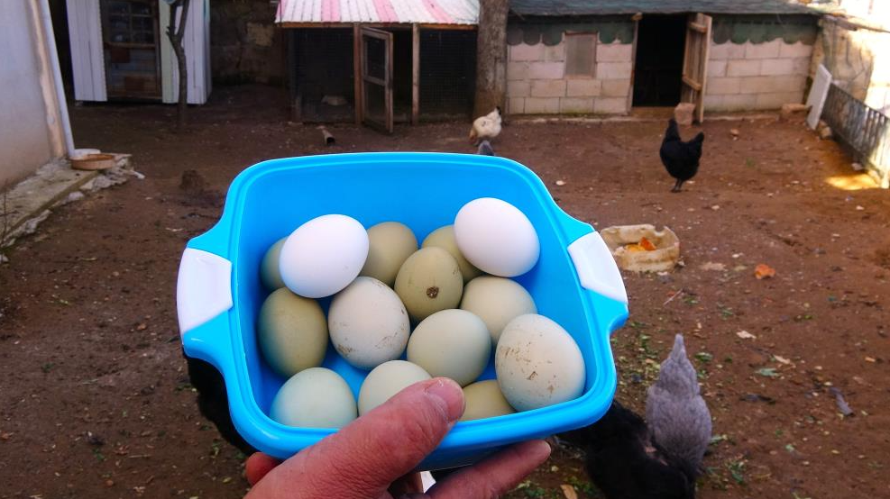 Yozgat’ta bir üretici tarafından yetiştirilen Şili kökenli Araucana cinsi tavukların