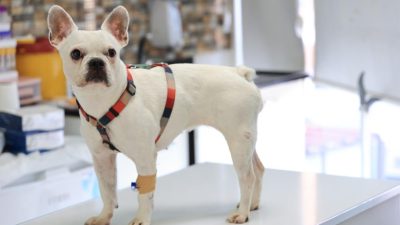 Adana’da son 5 günde yaşanan 2 köpek saldırısı nedeniyle uzmanlar