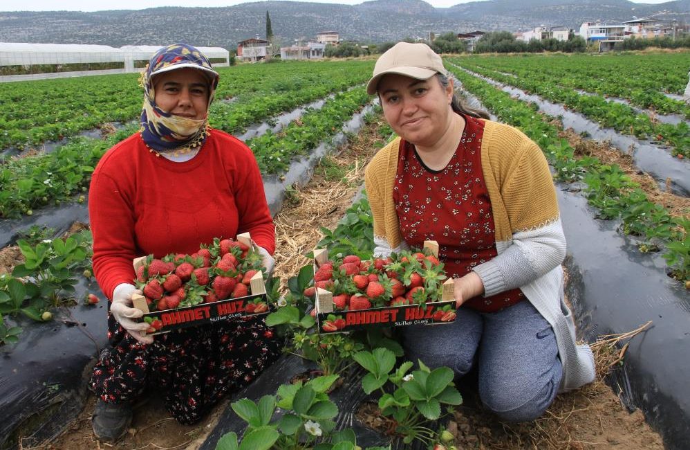 Kilosu 50 TL’ye kadar düştü: Çilekte açıkta hasat zamanı Çilek üretiminin önemli merkezlerinden Mersin Silifke’de açıkta hasat başlamasıyla birlikte
