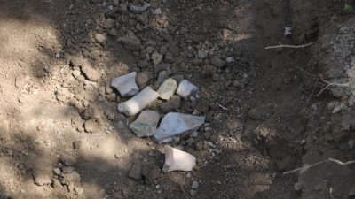 Hatay’da bir çiftçi, bahçesini çapalarken traktörünün pulluğuna takılan küpten çıkan