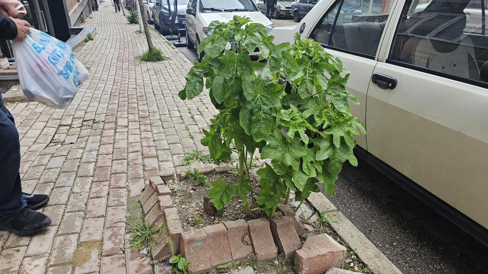 Bandırma’da sokakların yeşillenmesi için çağrı Bandırma’da, sokaklar ve yaya geçitlerinde ağaç dikimi için ayrılan ancak