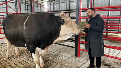 Sakarya’da Kurban Bayramı öncesinde 1 ton 600 kilogram ağırlığındaki ‘Paşa’