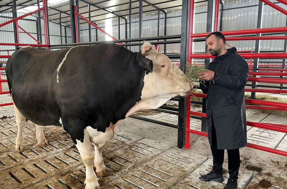 Sakarya’da Kurban Bayramı öncesinde 1 ton 600 kilogram ağırlığındaki ‘Paşa’