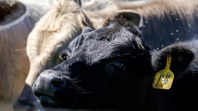Türkiye büyükbaş ve küçükbaş hayvan varlığında Avrupa ülkelerini gerisinde bıraktı.