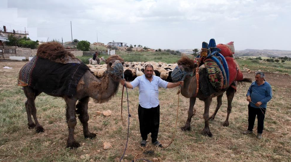 Adıyaman’da fiyatları 200 ile 300 bin TL arasında değişen kurbanlık
