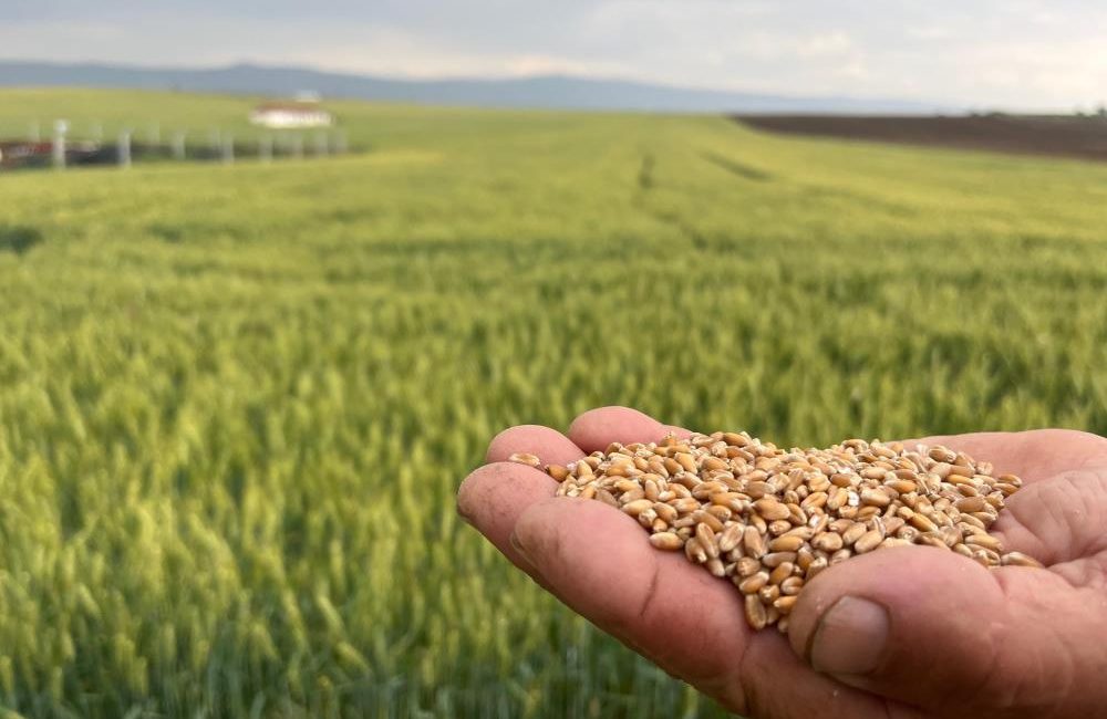 Çiftçinin 1 kilogram buğdayı 1 ekmek etmiyor Eskişehir’de yeni zam kararı ile ekmeğin fiyatının 10 lira olmasının