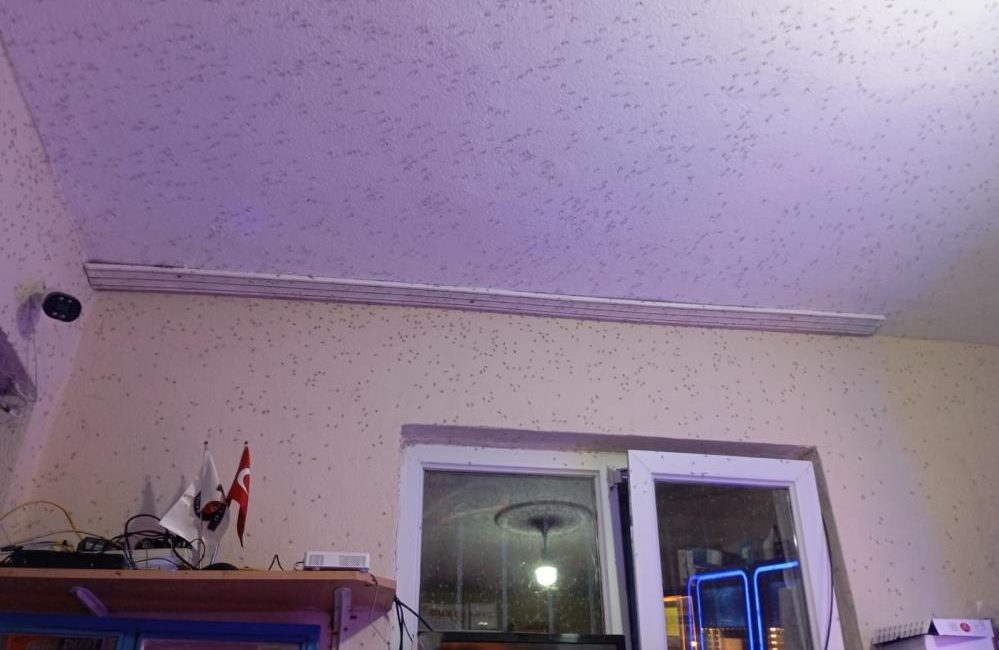 Manyas’a bağlı kırsal Kocagöl Mahallesi’ni sivrisinekler istila etti.Manyas’ta akşam üzeri