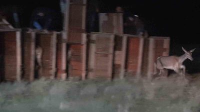 DKMP 6. B&ouml;lge M&uuml;d&uuml;rl&uuml;ğ&uuml; tarafından Salda G&ouml;l&uuml; &ccedil;evresine 7 kızıl