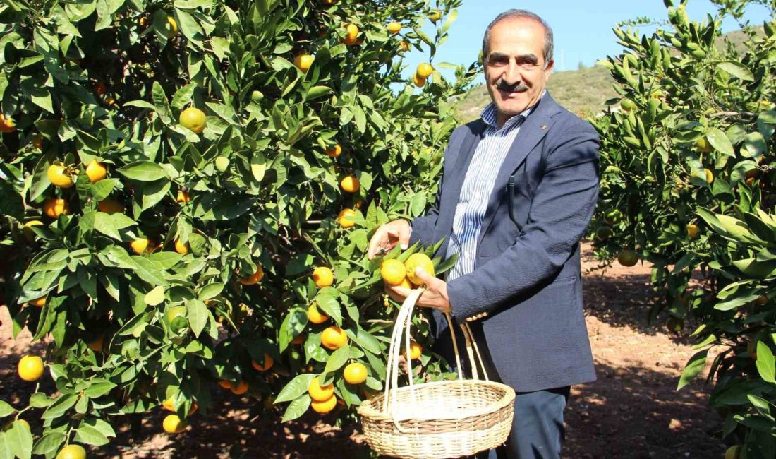 T&uuml;rk narenciye sekt&ouml;r&uuml;, Irak pazarında y&uuml;zde 399&rsquo;luk rekor ihracat artış