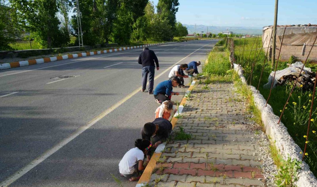 Yağan bilinmeyen cisimler şaşırttı Muş’ta etkili olan yağışlarda dolu ile birlikte bilinmeyen ve erimeyen