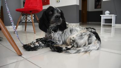 Şiddet gören sokak köpeğini korumasına alan Balıkesir Büyükşehir Belediyesi; tedavi