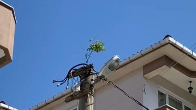 Gönen’de, elektrik direğinin tepesinde filizlenen ağaç görenleri şaşırttı. Gönen’e bağlı Kurtuluş