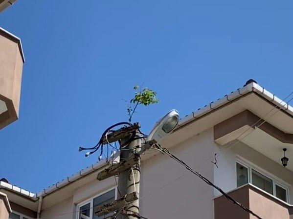 Elektrik direğinin tepesinde ağaç filizlendi Gönen’de, elektrik direğinin tepesinde filizlenen ağaç görenleri şaşırttı. Gönen’e bağlı Kurtuluş