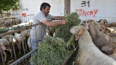 Edremit Belediyesi Kurban Bayramı öncesinde kurban, satış ve kesim yerlerinden