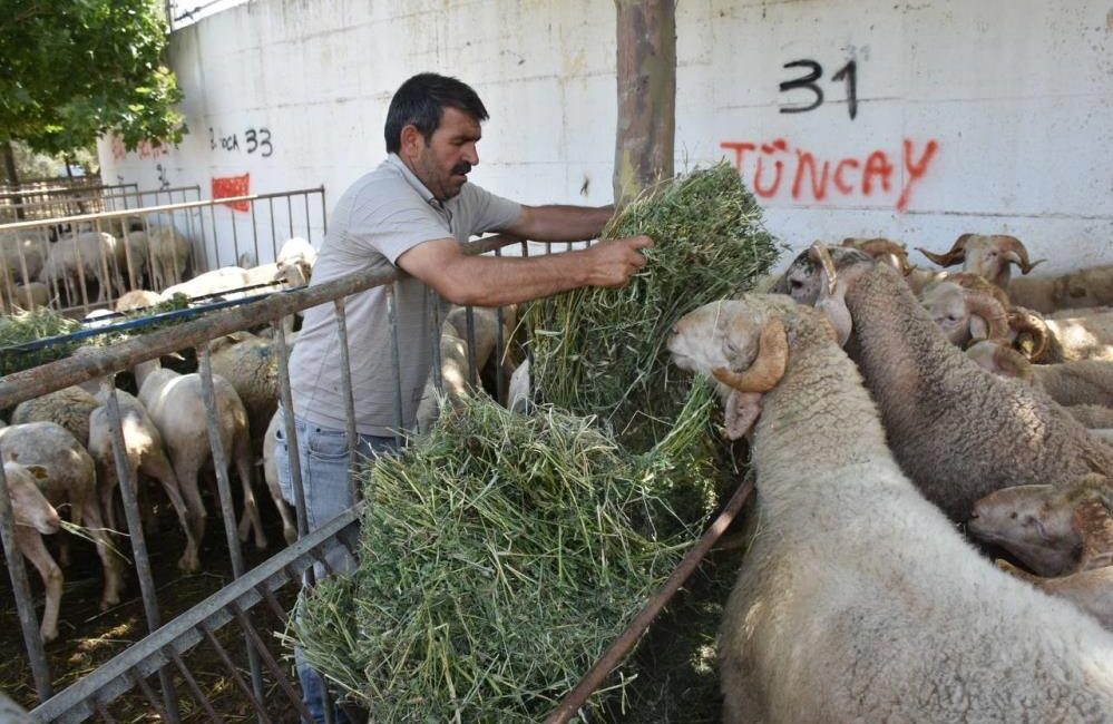 Edremit Kurban Bayramı’na hazır Edremit Belediyesi Kurban Bayramı öncesinde kurban, satış ve kesim yerlerinden