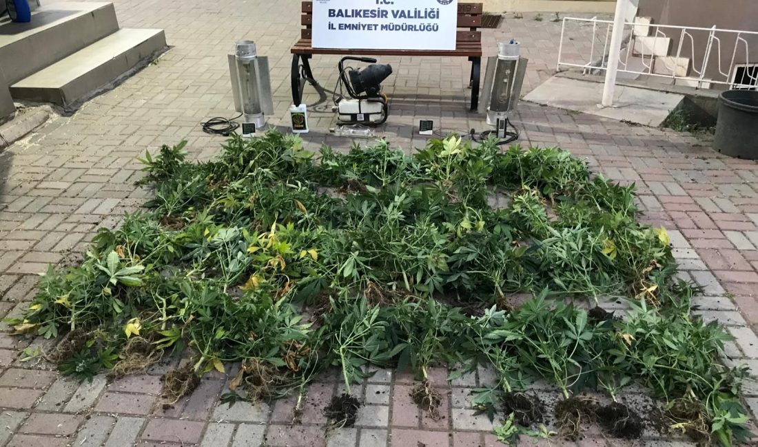 Bandırma’da çiftlik kiralayıp saksı saksı kenevir üretmiş Bandırma İlçe Emniyet Müdürlüğü ekipleri yaptıkları çalışmalar kapsamında Bandırma’da çok