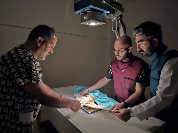 Yaralı peçeli baykuş tedavisi yapılarak doğaya bırakıldı Balıkesir’de vatandaşın ormanda bulduğu yaralı peçeli baykuş tedavisinin ardından tekrar
