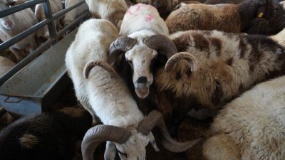 Kurban Bayramı’na sayılı günler kala Bursa’da kurulan kurban pazarında kurbanlıklar