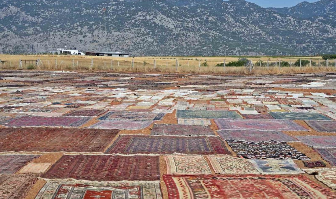 ABD’deki binlerce halı meraklısının gözü bu tarlada Antalya’da Türkiye’nin dört bir yanından toplanan 20 bini geçkin el