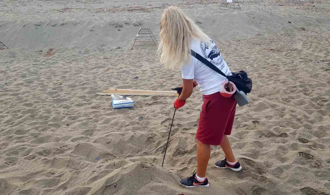 Alanya’da caretta caretta yuvalarında rekor kırıldı Caretta carettalar için 18 yıldır Alanya’nın Yeşilöz ve Uğrak mahallelerinde