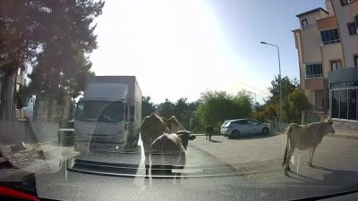  Bursa’da sahibinin kapattığı yerden kaçmayı başaran 4 dana, Bursa caddelerini