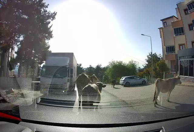 Danalar firarda Bursa’da sahibinin kapattığı yerden kaçmayı başaran 4 dana, Bursa caddelerini