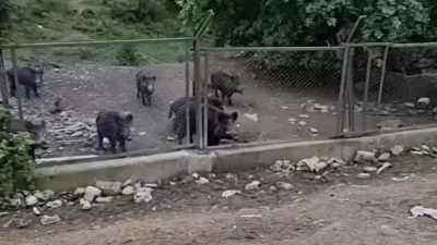 Ey&uuml;psultan&rsquo;da şehre inen a&ccedil; domuzlar k&ouml;peğin mamasını yedi. K&ouml;pek, domuzların