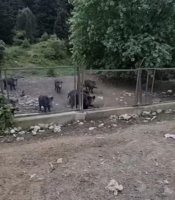 Eyüpsultan’da aç kalan domuzlar şehre indi Eyüpsultan’da şehre inen aç domuzlar köpeğin mamasını yedi. Köpek, domuzların