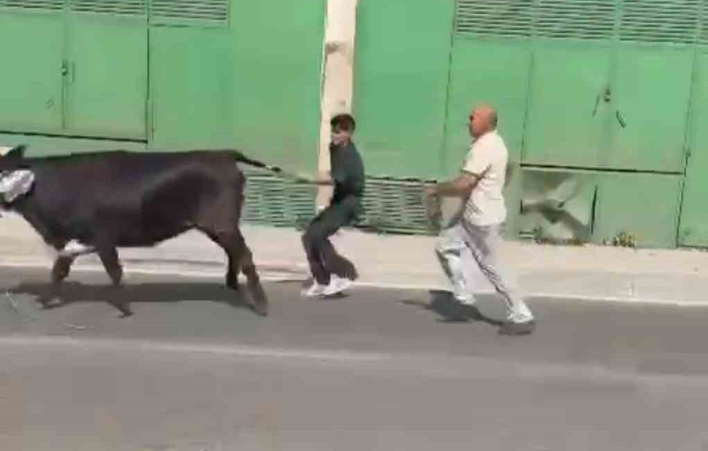 Kaçan kurbanlıklar ortalığı birbirine kattı Bursa’da kesim sırasında sahiplerinin elinden kurtulan boğa ortalığı birbirine kattı.