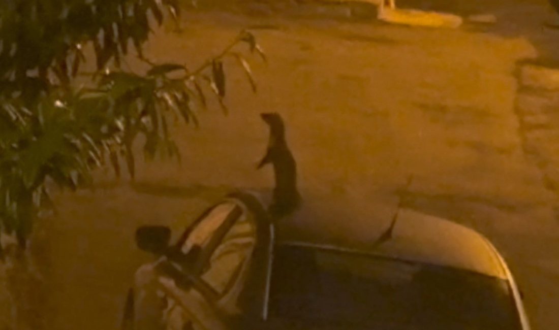 Nesli tükenme tehlikesinde olan sansar sokakta yemek ararken görüntülendi Samsun’un İlkadım ilçesinde bulunan bir sokakta nesli tükenme tehlikesinde olan