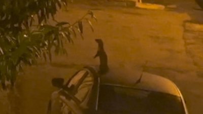 Samsun&rsquo;un İlkadım il&ccedil;esinde bulunan bir sokakta nesli t&uuml;kenme tehlikesinde olan