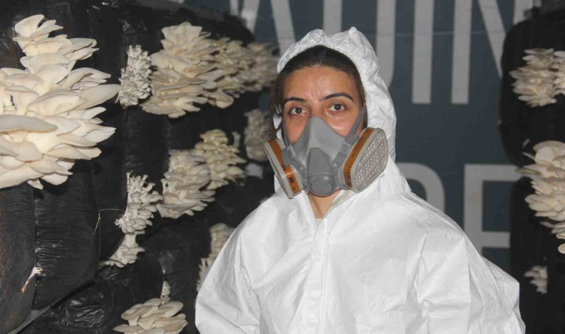 Plazaları bıraktı memleketinde mantar üretmeye başladı Sivas’ın Zara ilçesinde ‘istiridye mantarı’ üretimi yapan iki kardeş bölge