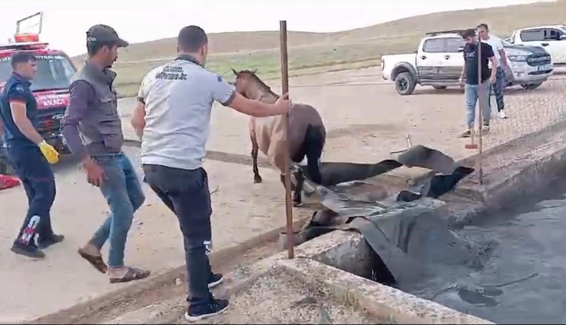 Sahipsiz at, atık petrol kuyusuna düştü Batman’da atık petrol kuyusuna düşen sahipsiz at, itfaiye ekipleri tarafından