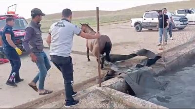 Batman&rsquo;da atık petrol kuyusuna d&uuml;şen sahipsiz at, itfaiye ekipleri tarafından