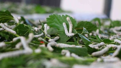 Antalya Büyükşehir Belediyesi Alanya Sapadere İpek Evi Üretim Merkezi’nde ipek