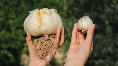 Adana’da bir doktorun hobi olarak evinin bahçesinde yetiştirdiği fil sarımsağı,