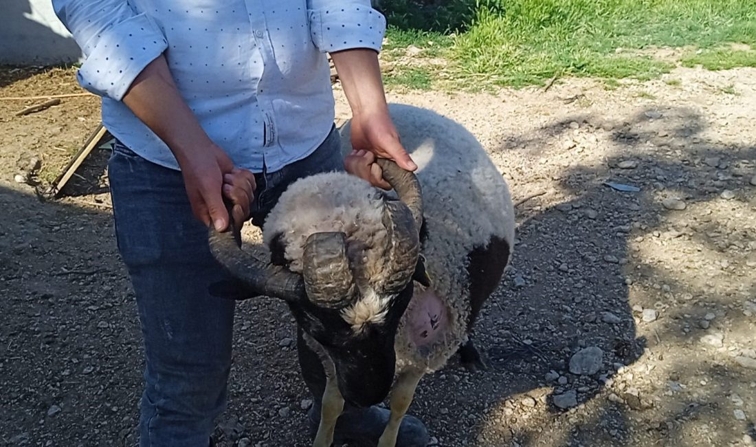 Sıra dışı koçlar alıcılarını bekliyor Denizli’de bir hayvan yetiştiricisi, ahırında bulunan beş boynuzlu ve dört
