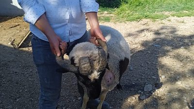 Denizli&rsquo;de bir hayvan yetiştiricisi, ahırında bulunan beş boynuzlu ve d&ouml;rt