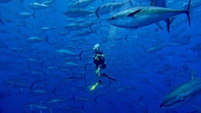 Atlantik okyanusu ve Akdeniz’de ton balıklarının avlanmasına ilişkin kota koyan